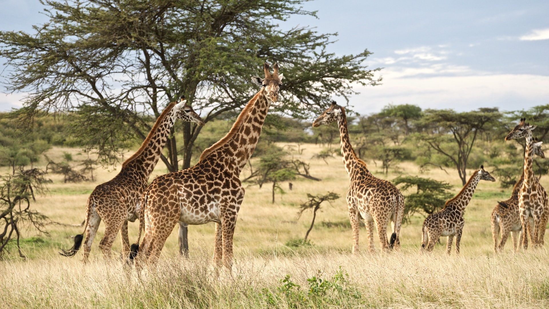 Giraffes in Tarangire